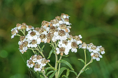 Achillea ptarmica、喷嚏草