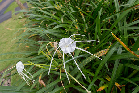 美丽的蜘蛛百合，Hymenocallis littoralis