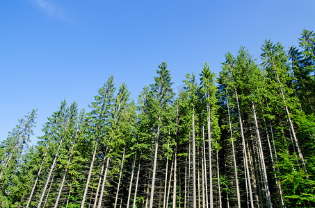 松峰山摄影照片_喀尔巴阡山深蓝天下的松林