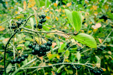 自然界中的黑果苦莓