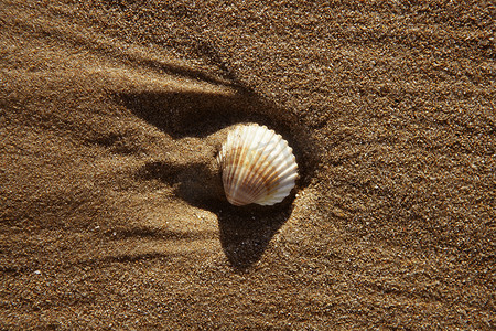 与蛤壳的海滩沙子纹理