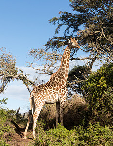 低头看着相机的高大非洲长颈鹿