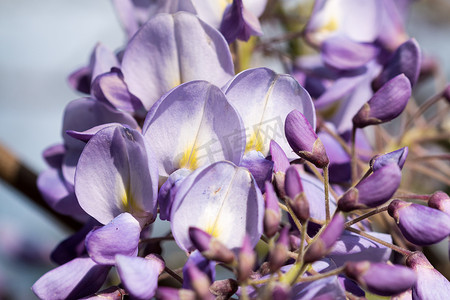 紫色植物