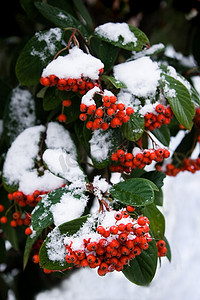 冬天的红色浆果与雪帽