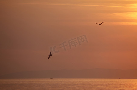 夕阳下飞来飞去的海鸥