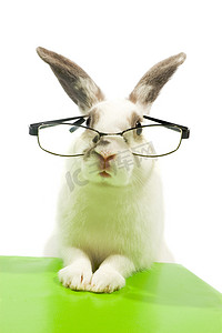 白兔眼睛摄影照片_戴眼镜的白兔