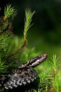 欧洲毒蛇。