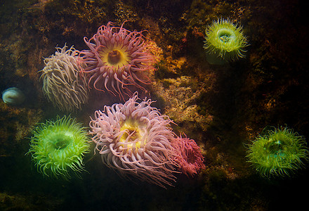 七彩软珊瑚
