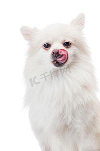 白色博美犬用舌头和白色隔离