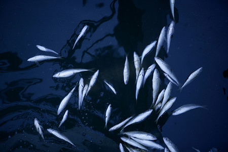死鱼在被污染的海水中，污染
