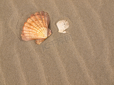 风吹沙滩上的扇贝壳