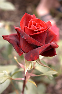 单朵红玫瑰