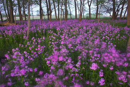 童话草原摄影照片_粉色野花与森林