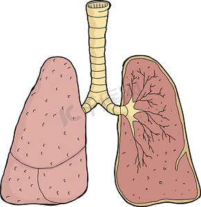 卡通手绘人体器官摄影照片_肺组织横切面