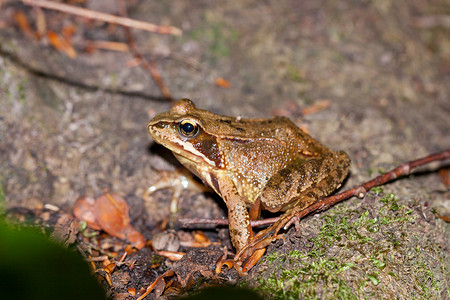 一只普通青蛙的侧视图，Rana temporaria