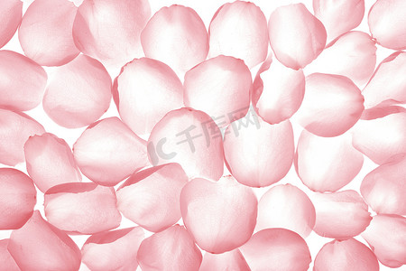 粉色玫瑰花瓣摄影照片_粉色玫瑰透明花瓣，墙纸图案