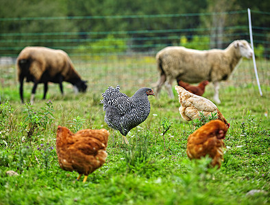 在有机农场吃草的鸡和羊