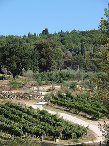 种植水果摄影照片_基安蒂地区的葡萄园和橄榄田