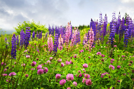 紫色和粉红色的野花