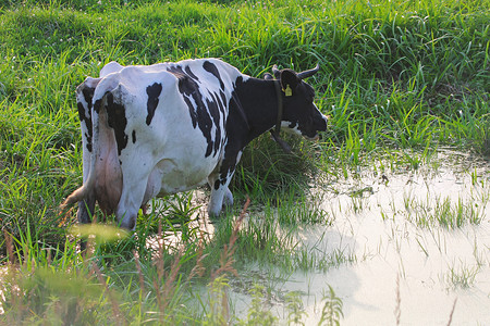 养牛牧场摄影照片_散养的奶牛