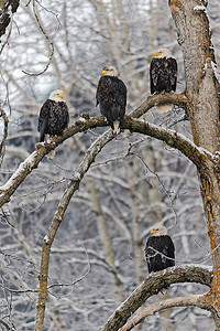 雪免费摄影照片_白头鹰栖息在雪树枝上