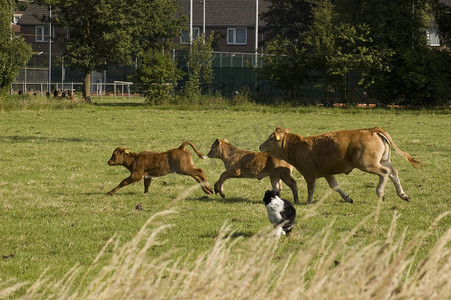 奔跑的牛摄影照片_由狗组织的奔跑母牛和小牛