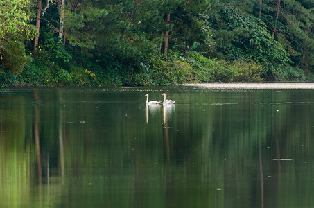 白天鹅和它的伙伴在湖里游泳