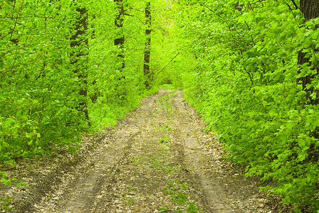 夏季森林小路摄影照片_森林之路