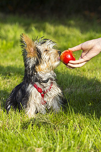 宠物饲料摄影照片_约克夏犬正在吃苹果