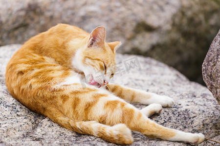 流浪猫躺在岩石上