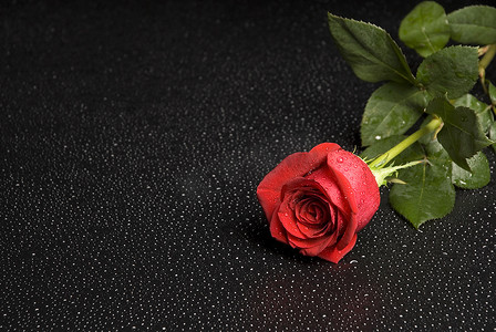 花艺师摄影照片_湿红玫瑰系列