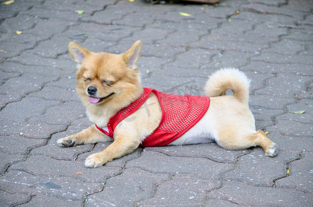 小狗红衬衫