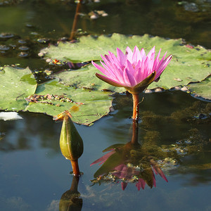 粉红莲花