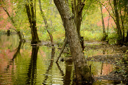 秋天的树木随着河流景观的倒影而变色
