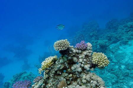 珊瑚礁与硬珊瑚一条异国情调的鱼在热带海底的蓝色水背景