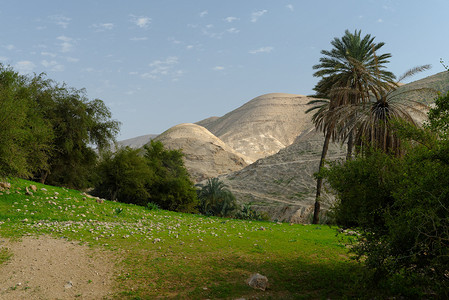 春天在 Jericho 附近的 Wadi Qelt Judean 沙漠中的绿洲