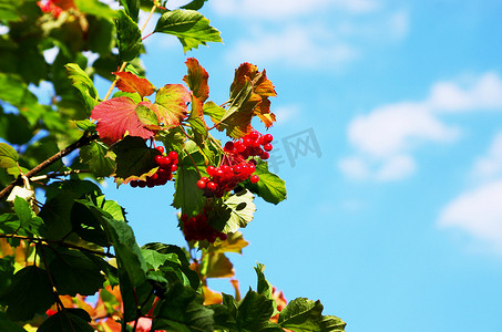 树上的红色荚莲属植物浆果