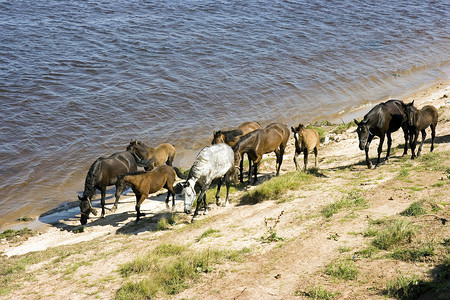 河岸摄影照片_在河岸吃草的马群