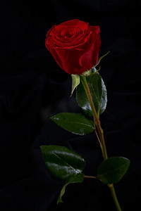 周年庆红金摄影照片_黑色背景上的红玫瑰花