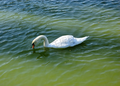 湖上的天鹅