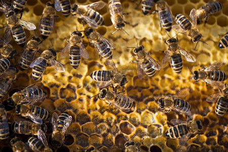 蜜蜂蜂拥而至的宏观照片