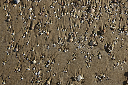 与蛤壳的海滩沙子纹理