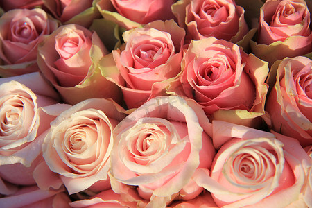 新娘布置中的粉红玫瑰