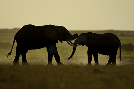 背光看到两只大象