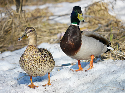 冰池塘摄影照片_冬日河流上的鸭子