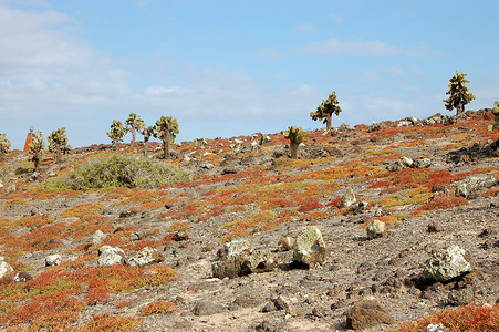 加拉帕戈斯群岛的岩石地形