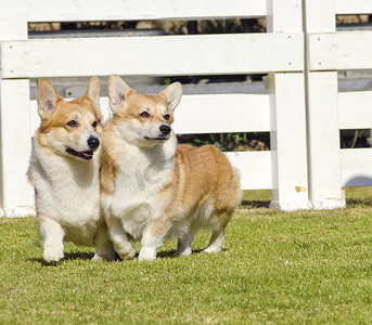 柯基犬摄影照片_威尔士柯基犬彭布罗克斯