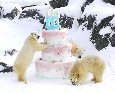 北极熊巨型生日蛋糕