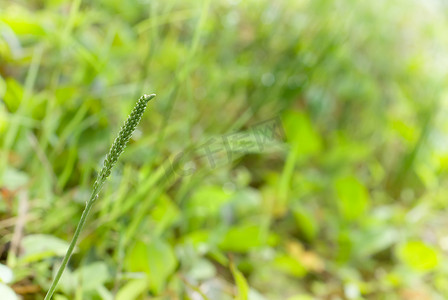 小草