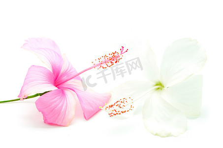芙蓉王香烟盒摄影照片_粉红色和白色的芙蓉花